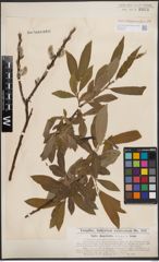 Foto von Salix dasyclados Wimm.
